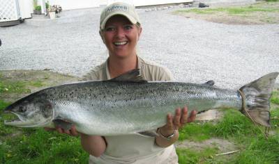 -Regjeringen  ofrer de norske villaksstammene!